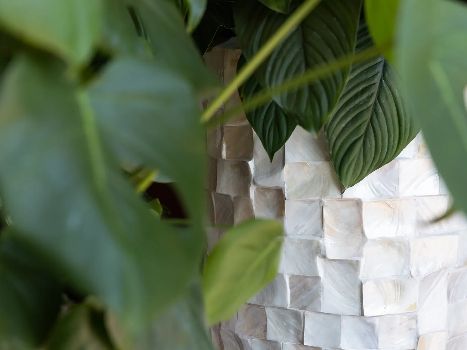 Grüne Pflanzenblätter im Vordergrund mit Blick auf eine Wand aus hellen, schimmernden Muschel- oder Steinfliesen im Hintergrund.