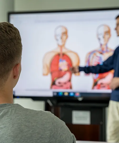 Person schaut auf eine anatomische Darstellung des menschlichen Körpers, während jemand im Vordergrund darauf zeigt und erklärt.