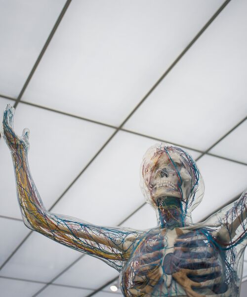 Anatomisches Modell des menschlichen Körpers mit sichtbarem Skelett und Nervensystem, die Arme nach oben erhoben.