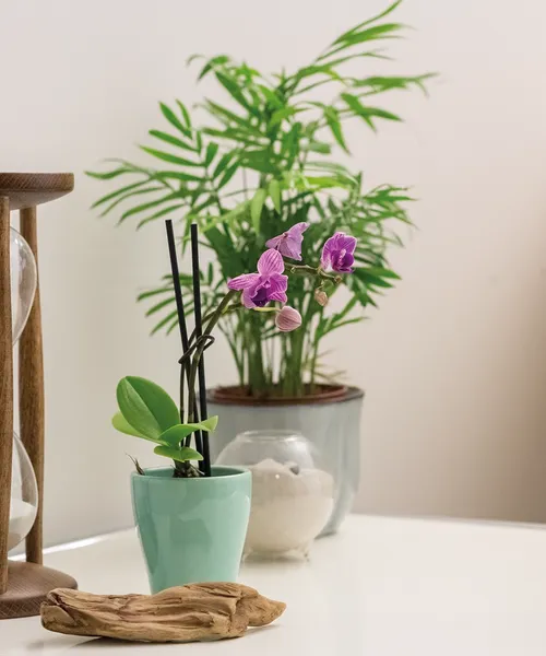 Detailaufnahme einer violetten Orchidee neben einer Sanduhr und einer grünen Zimmerpflanze auf einem Tisch in heller Umgebung.