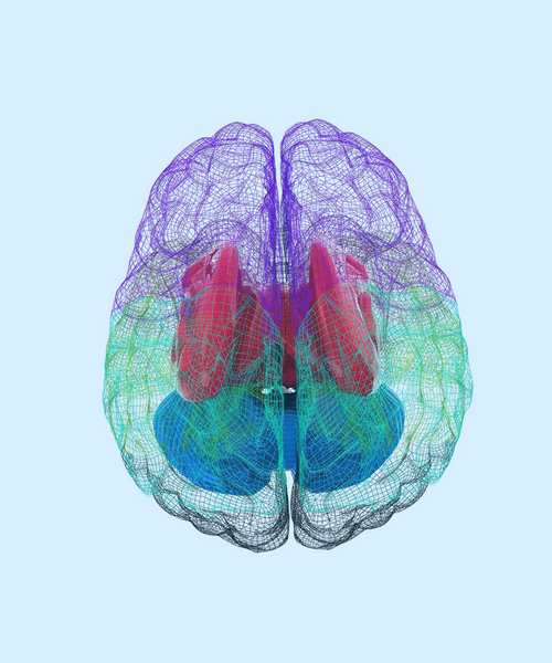 Farbiges 3D-Modell eines menschlichen Gehirns mit transparentem Netzgewebe und hervorgehobenen Strukturen.