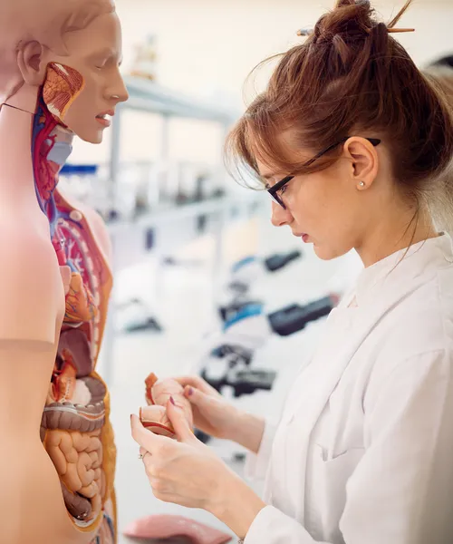 Frau im Laborkittel betrachtet ein anatomisches Modell des menschlichen Körpers in einem Unterrichtsraum.