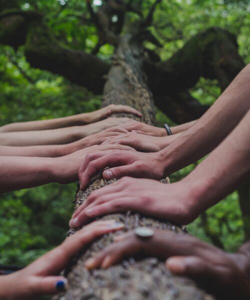 Mehrere Hände berühren gemeinsam einen Baumstamm inmitten eines Waldes als Zeichen für Verbundenheit mit der Natur.