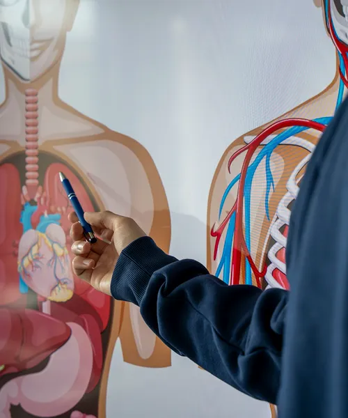 Person zeigt mit einem Stift auf eine anatomische Abbildung des menschlichen Brustkorbs mit Herz und Blutgefäßen.