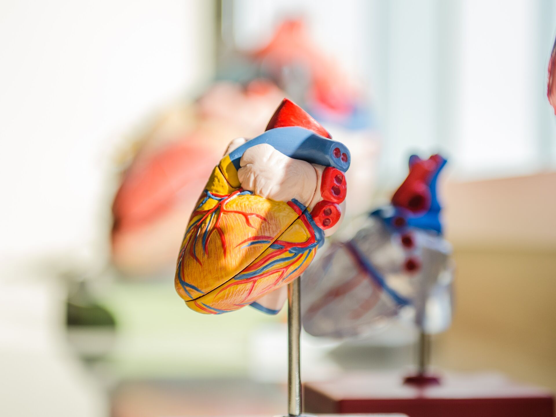 Detailreiches anatomisches Modell eines menschlichen Herzens mit sichtbaren Blutgefäßen.